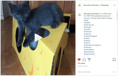 What are the secrets of a great Instagram video post? : Dawn LaFontaine: a tiny cat in a giant cardboard box